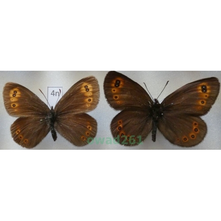 Erebia medusa (Denis & Schiffermüller, 1775) pair Górówka meduza Greece4n